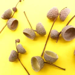 2 Eichelhütchen am Zweig, Eichel Kappen, braun, Naturprodukt zum Dekorieren, Basteln, Weihnachten, Floristik