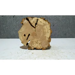 Baumscheibe, Holzscheibe, gestockt, Pappel,Holz, Bastelholz, Holzdeko, Dekoration,Holz
