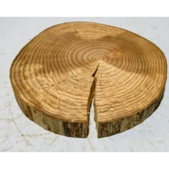 Baumscheibe, Holzscheibe, gestockt, Ulme, Bastelholz, Holz