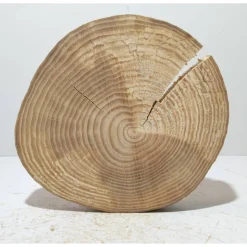 Baumscheibe, Holzscheibe, gestockt, Ulme, Bastelholz, Holz