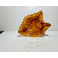 Baumscheibe, Holzscheibe, gestockt, Pappel,Holz, Bastelholz, Holzdeko, Dekoration,Holz