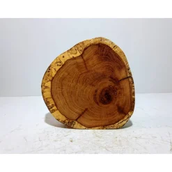 Baumscheibe, Holzscheibe, gestockt, Eiche,Holz, Bastelholz, Holzdeko, Dekoration,Holz