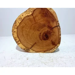 Baumscheibe, Holzscheibe, gestockt, Eiche,Holz, Bastelholz, Holzdeko, Dekoration,Holz