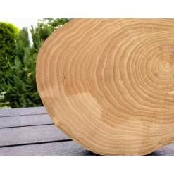 Baumscheibe, Holzscheibe, gestockt, Ulme, Bastelholz, Holz