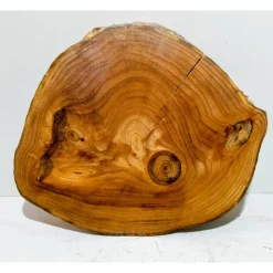 Baumscheibe, Holzscheibe, gestockt, Ulme, Bastelholz, Holz