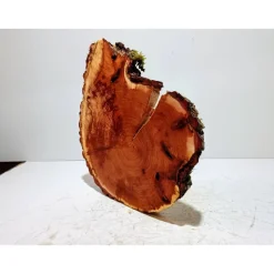 Baumscheibe, Holzscheibe, gestockt, Pappel,Holz, Bastelholz, Holzdeko, Dekoration,Holz