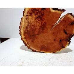 Baumscheibe, Holzscheibe, gestockt, Pappel,Holz, Bastelholz, Holzdeko, Dekoration,Holz