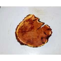 Baumscheibe, Holzscheibe, gestockt, Pappel,Holz, Bastelholz, Holzdeko, Dekoration,Holz