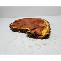 Baumscheibe, Holzscheibe, gestockt, Pappel,Holz, Bastelholz, Holzdeko, Dekoration,Holz