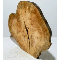 Biete hier eine Baumscheibe, Doppelbaumscheibe, gestockt, Fichte, mit Stellfläche an