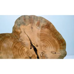 Biete hier eine Baumscheibe, Doppelbaumscheibe, gestockt, Fichte, mit Stellfläche an