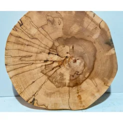 Biete hier eine Baumscheibe, Holzscheibe, gestockt,Birke