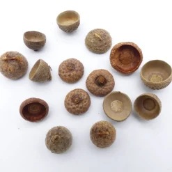 Eichel Kappen, Eichelhütchen, natur, braun, Naturprodukt zum Dekorieren, Basteln, Weihnachten, Floristik