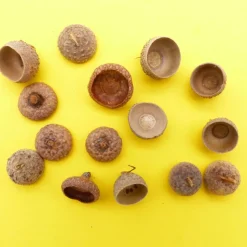 Eichel Kappen, Eichelhütchen, natur, braun, Naturprodukt zum Dekorieren, Basteln, Weihnachten, Floristik