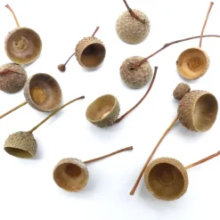 Eichel Kappen, Eichelhütchen, natur mit Zweig, braun, Naturprodukt zum Dekorieren, Basteln, Weihnachten, Floristik