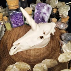 Einhornschädel Kuriositätenkabinett Pferdeanatomie