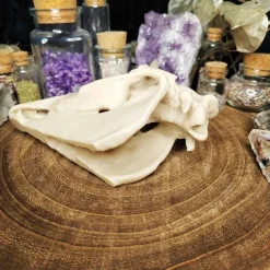 Einhornschädel Kuriositätenkabinett Pferdeanatomie