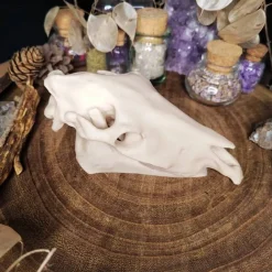 Einhornschädel Kuriositätenkabinett Pferdeanatomie