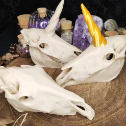 Einhornschädel Kuriositätenkabinett Pferdeanatomie