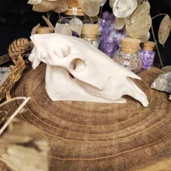 Einhornschädel Kuriositätenkabinett Pferdeanatomie