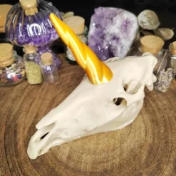 Einhornschädel Kuriositätenkabinett Pferdeanatomie