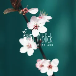 Kirschblüte in Rosa, Botanik Druck und Fotografie mit grünem Hintergrund, Geschenk zum Frühling, 13 x 13 cm, 20 x 20 cm