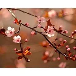 12mm Ohrstecker Cabochon bronze in verschiedenen Größen  mit eigenen Bild personalisiert