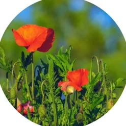 Ohrringe Cabochon Brisuren mehrer Größen und Farben mit eigenen Bild personalisiert