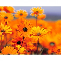 Ohrringe Cabochon Brisuren mehrer Größen und Farben mit eigenen Bild personalisiert