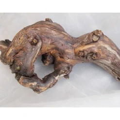 Rebstockstück  Arangement aus einem Rebstock (Weinrebe) Rebknorren Rebknorzen Deko