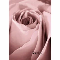 Rose in Altrosa, Botanisches Poster einer Blume in Nahaufnahme, Makrofotografie einer Blüte, Wandbild Größe 45 x 30 cm