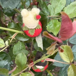 Rose rot Mini - Blumenkind - Jahreszeitentisch - Sommer