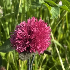 Rotklee/Wiesenklee-  Jahreszeitentisch - Blumenkind - Sommer
