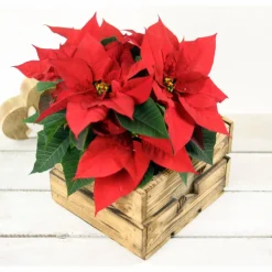 Rustikale Blumenkiste Weihnachtsgeschenk Vintage Holzkiste mit Stern Obstkiste für Blumen Geschenkkorb Blumentopf aus Holz Weihnachtsstern