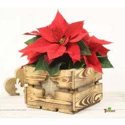 Rustikale Blumenkiste Weihnachtsgeschenk Vintage Holzkiste mit Stern Obstkiste für Blumen Geschenkkorb Blumentopf aus Holz Weihnachtsstern