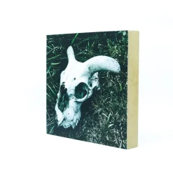 Schafschädel, Foto auf Holz, im Quadrat, 10 x 10 cm, Lost Place, marode, Gothic, Irland