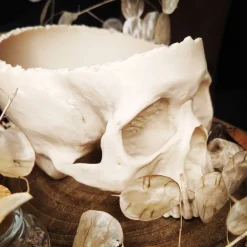 Schädel Schale Horror Anatomie Halloweendekoration Bonbonschale