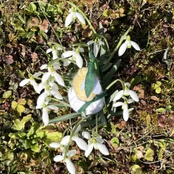 Schneeglöckchen Mini - Blumenkind - Jahreszeitentisch - Winter - Frühling