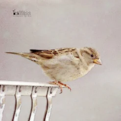 Spatz Kunstdruck, kleiner Vogel, Vogel-Liebhaber-Geschenk, Tier, Kinderzimmerdekor Wand Dekoration, 13x13 cm, 20x20 cm