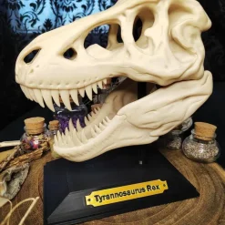 T-Rex Schädel Dinosaurier Kuriositätenkabinett