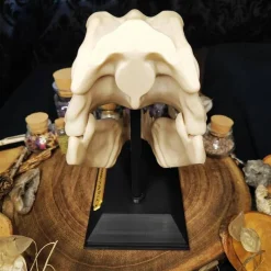 T-Rex Schädel Dinosaurier Kuriositätenkabinett