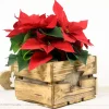 Vintage Blumenkiste Weihnachtsgeschenk Rustikale Holzkiste mit Stern Obstkiste für Blumen Geschenkkiste Blumentopf aus Holz Weihnachtsstern