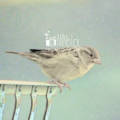 Vogel Print, herziges Geschenk für das "Spatzl" an deiner Seite, Fine Art Print 13 x 13 cm + 20 x 20 cm