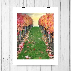 Weinberg im Herbst, Weinland Franken, Herbstlaub rot, Weinblätter, Heimatbild Weinland Unterfranken, Größe 18 x 24 cm