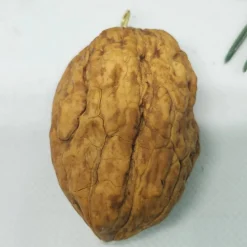 Wichtel in Walnussschale – Christbaumschmuck aus Polymer Clay