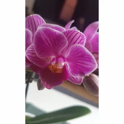 zwei Haarklammern Cabochon silberfarbe mit eigenen Bild personalisiert